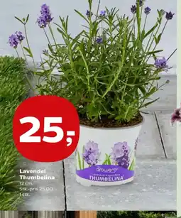 SuperBrugsen Lavendel Thumbelina tilbud