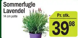 ABC Lavpris Sommerfugle Lavendel tilbud