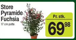 ABC Lavpris Store Pyramide Fuchsia tilbud