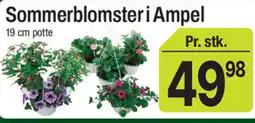 ABC Lavpris Sommerblomster i Ampel tilbud