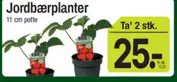 ABC Lavpris Jordbærplanter tilbud