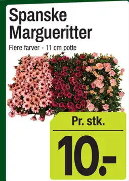 ABC Lavpris Spanske Margueritter tilbud