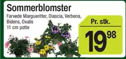 ABC Lavpris Sommerblomster tilbud