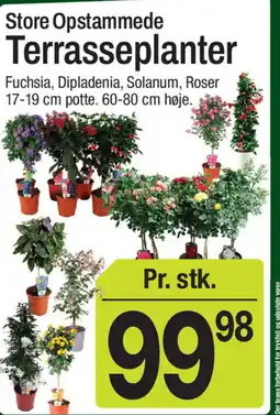 ABC Lavpris Store Opstammede Terrasseplanter tilbud
