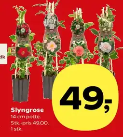 Kvickly Slyngrose tilbud
