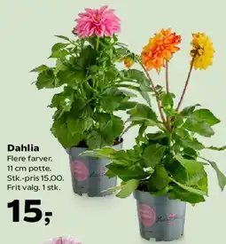 Kvickly Dahlia tilbud