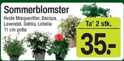 ABC Lavpris Sommerblomster (Ta' 2 stk.) tilbud