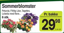 ABC Lavpris Sommerblomster (bakke) tilbud