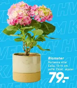 Bilka Blomster (Hortensia) tilbud