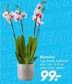 Bilka Blomster (Orkidé) tilbud