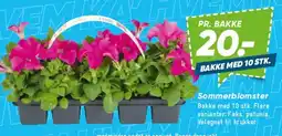 Bilka Sommerblomster tilbud