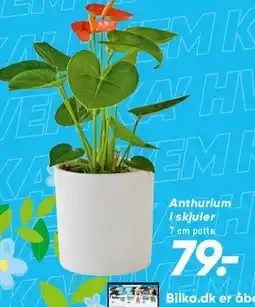 Bilka Anthurium i skjuler tilbud