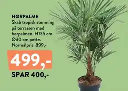 Plantorama Hørpalme tilbud
