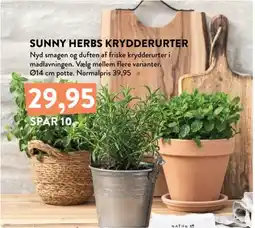 Plantorama Sunny herbs krydderurter tilbud