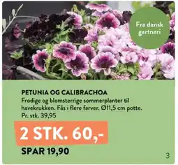 Plantorama Petunia og calibrachoa tilbud