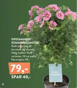 Plantorama Opstammede sommerblomster tilbud