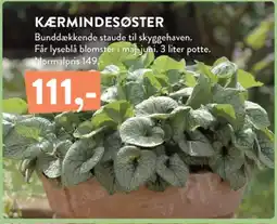 Plantorama Kærmindesøster tilbud