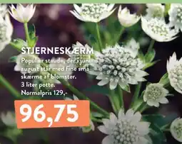Plantorama Stjerneskerm tilbud