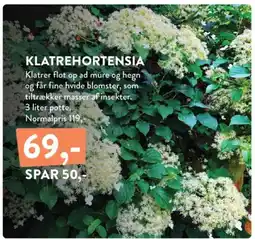 Plantorama Klatrehortensia tilbud