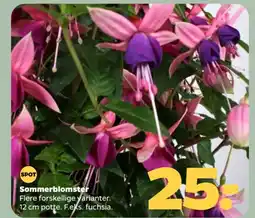 Netto Sommerblomster tilbud