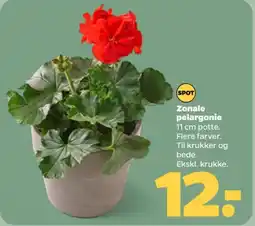 Netto Zonale pelargonie tilbud