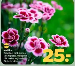 Netto Nellike tilbud