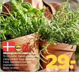 Netto Økologiske krydderurter tilbud