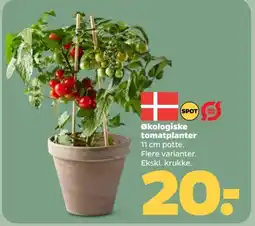 Netto Økologiske tomatplanter tilbud