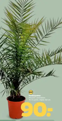 Netto Fønikspalme tilbud