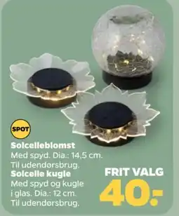 Netto Solcelleblomst tilbud