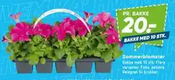 Bilka Sommer blomster tilbud