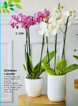 Bilka 4-gr. Orkidé i glas-vase tilbud