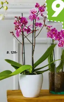 Bilka Orkidé i skjuler tilbud