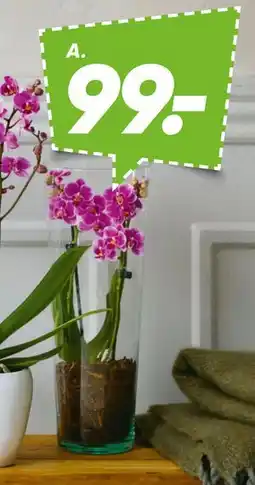 Bilka Orkidé i glas eller keramikskjuler tilbud