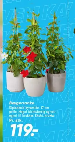 Bilka Bægerranke tilbud