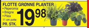 ABC Lavpris Flotte grønne planter tilbud