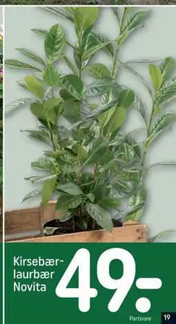 REMA 1000 Kirsebærlaurbær Novita tilbud
