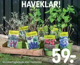 REMA 1000 Sommerfuglebusk eller hortensia tilbud