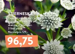 Plantorama Stjerneskærm tilbud