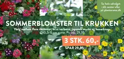Plantorama Sommerblomster tilbud