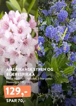 Plantorama AMERIKANSK SYREN OG BLÆRESPIRÆA tilbud