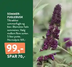 Plantorama SOMMERFUGLEBUSK tilbud