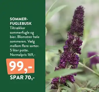 Plantorama SOMMERFUGLEBUSK tilbud