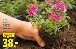 Lidl Bedplanter tilbud