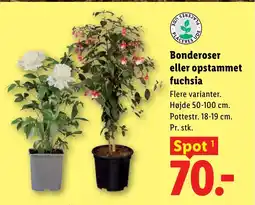Lidl Bonderoser eller opstammet fuchsia tilbud