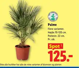 Lidl Palme tilbud