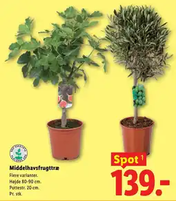 Lidl Middelhavsfrugttræ tilbud