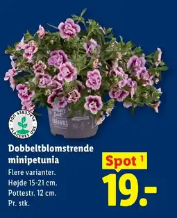 Lidl Dobbeltblomstrende minipetunia tilbud