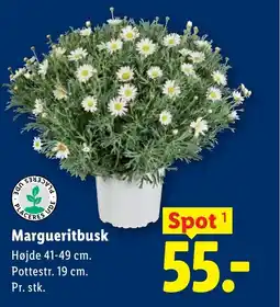 Lidl Margueritbusk tilbud
