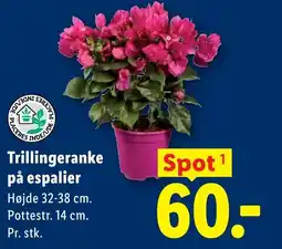 Lidl Trillingeranke på espalier tilbud
